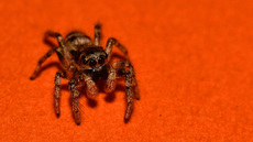 Springspinne (9).jpg